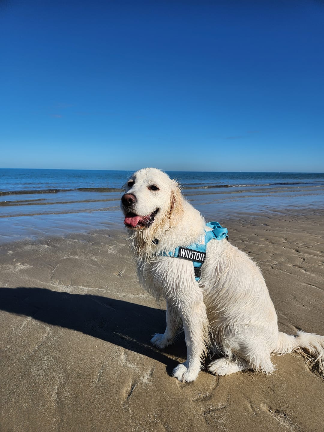 Customer photo review of No Pull Harness Complete Set