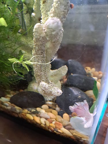 Customer photo review of Super White Dumbo Ear Halfmoon Male Betta Fish