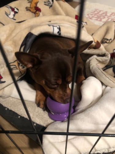 Customer photo review of Freezball - Durable Fillable Dog Chew Bone