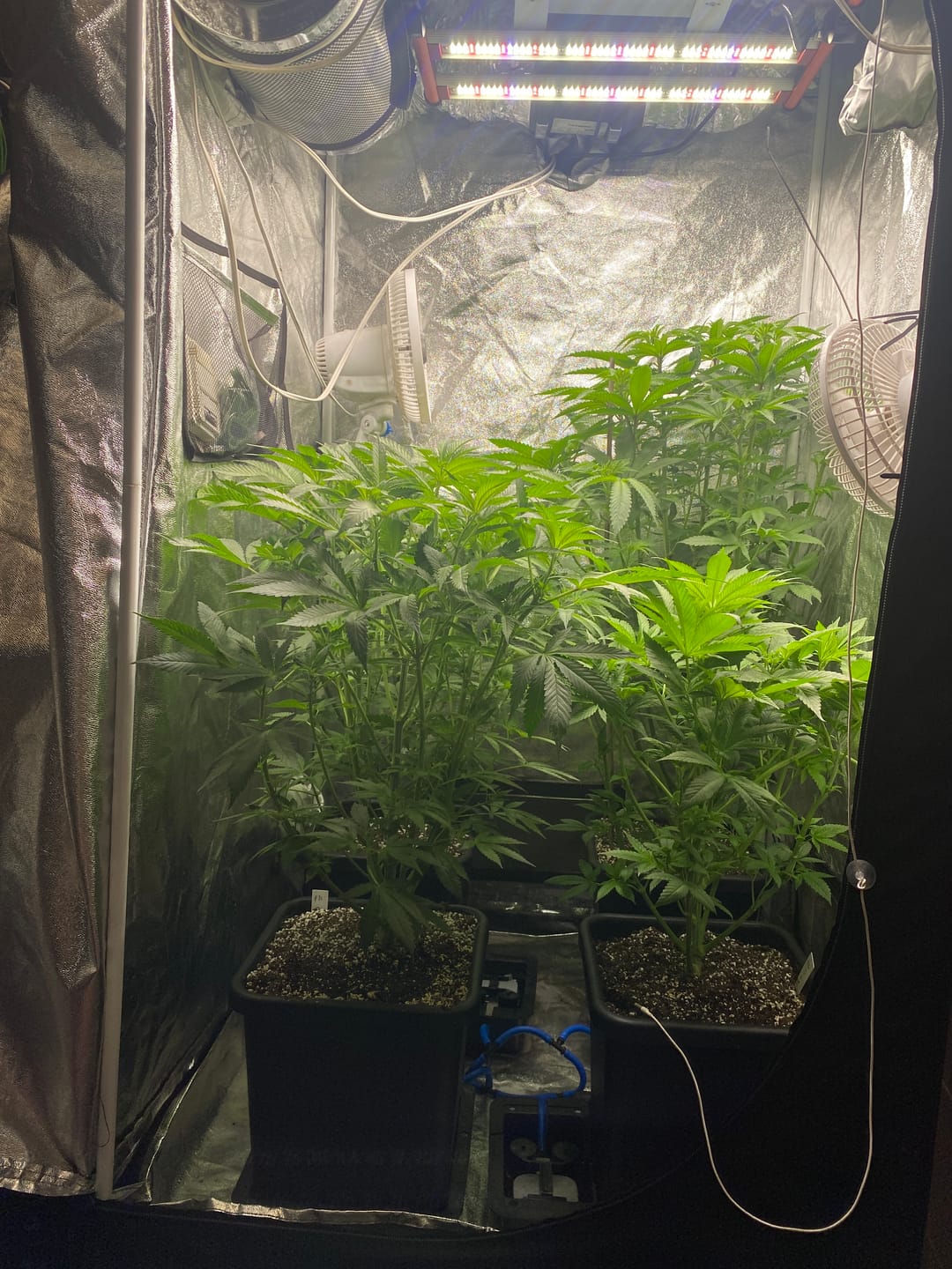 Customer photo review of AutoPot 4 Pot (15L) System Kit with 47L Tank Included