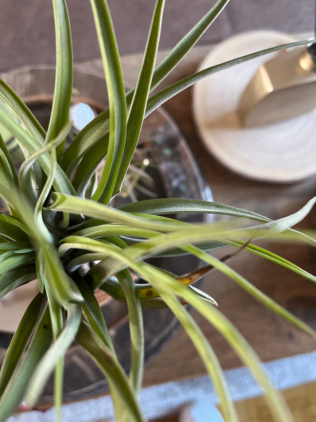 Customer photo review of Tilly Xylo - Esche