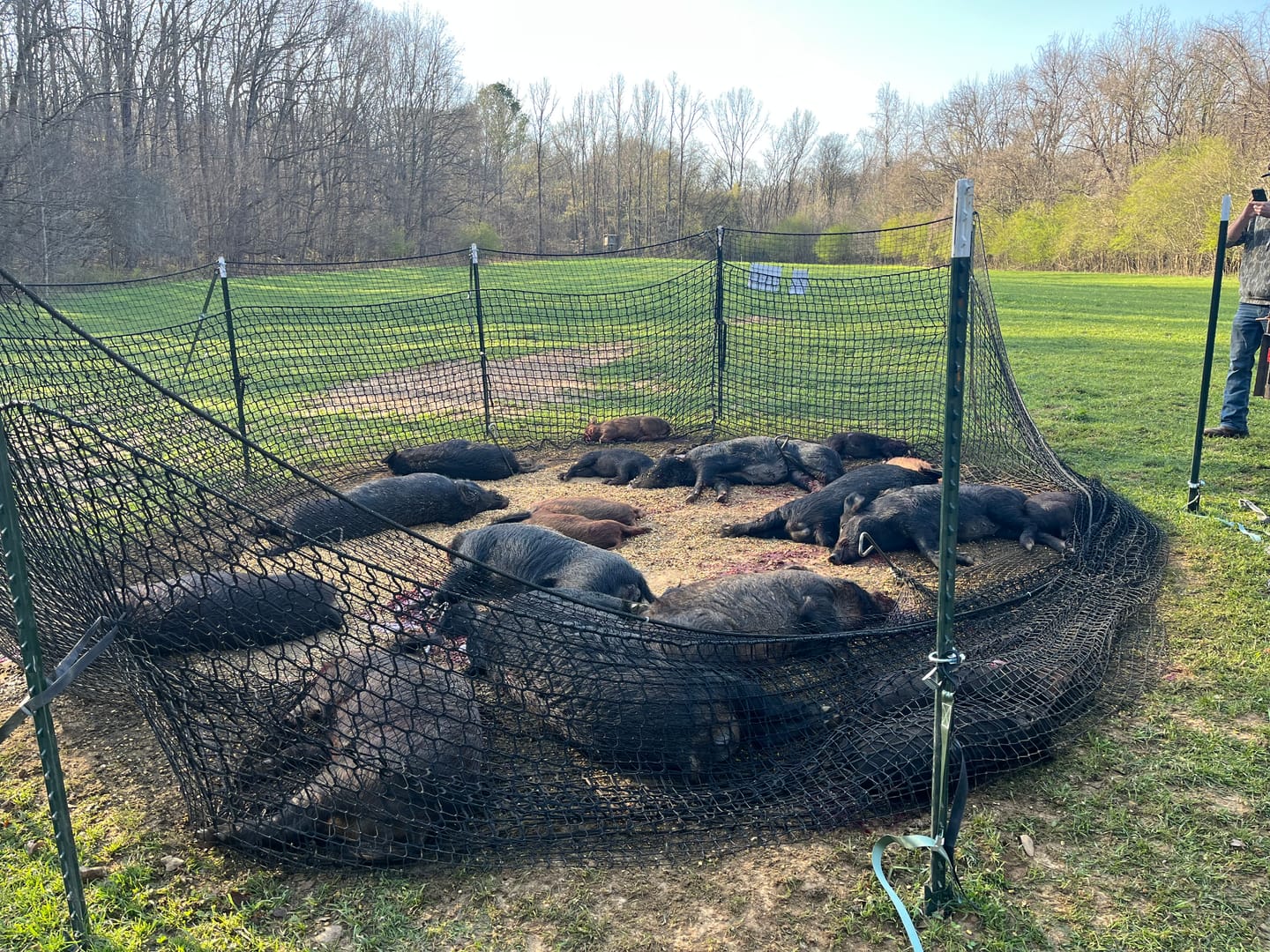 Customer photo review of Pig Brig Trap System