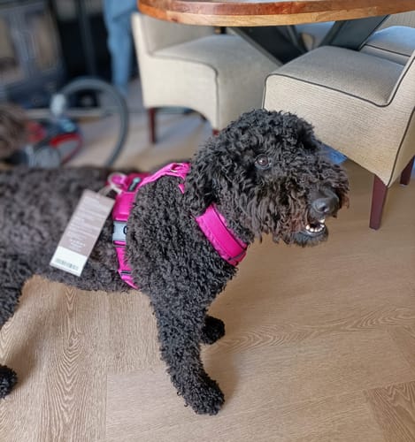 Customer photo review of Anny X FUN harness - Fuchsia pink