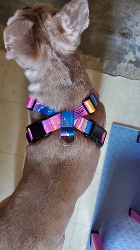 Customer photo review of Colorful PRO 3-Way Shock-Absorbing Traction Dog Leash – Single or Set with Protective Trachea X Harness