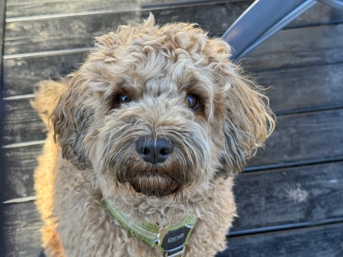 Customer photo review of Barkii - Bløde godbidder 12 poser
