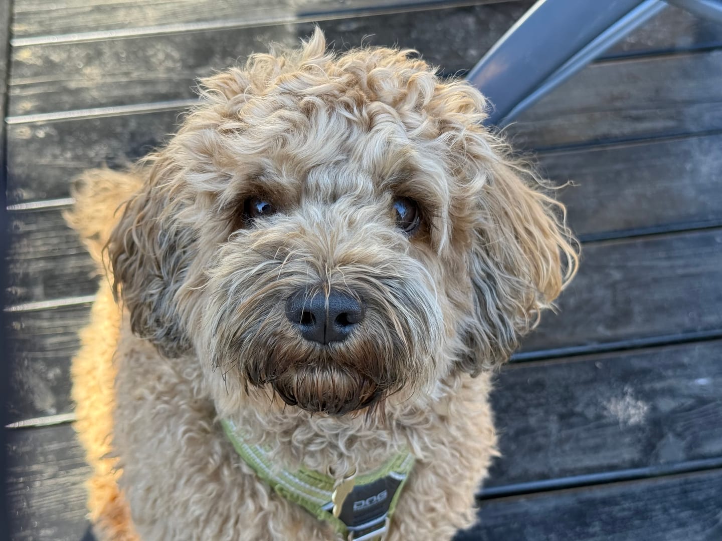 Customer photo review of Barkii - Bløde godbidder 12 poser