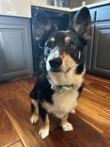 Customer photo review of Green & Purple Easter Dog Bow Tie- Plaid