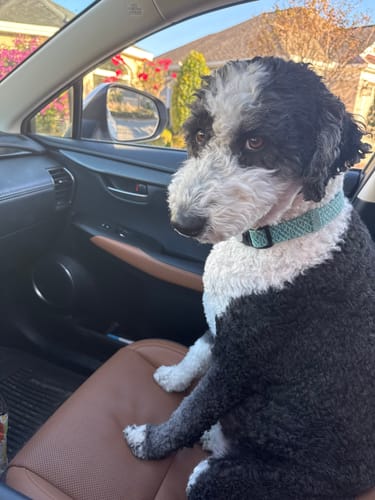 Customer photo review of FurLife™ 12 Months Flea and Tick Free