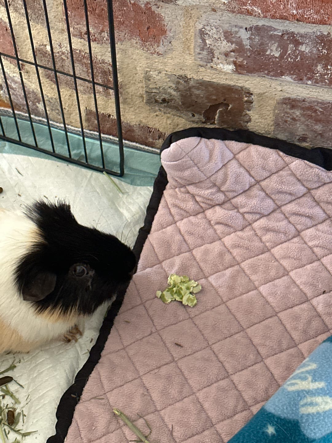 Customer photo review of Pea Flakes Treat Cup