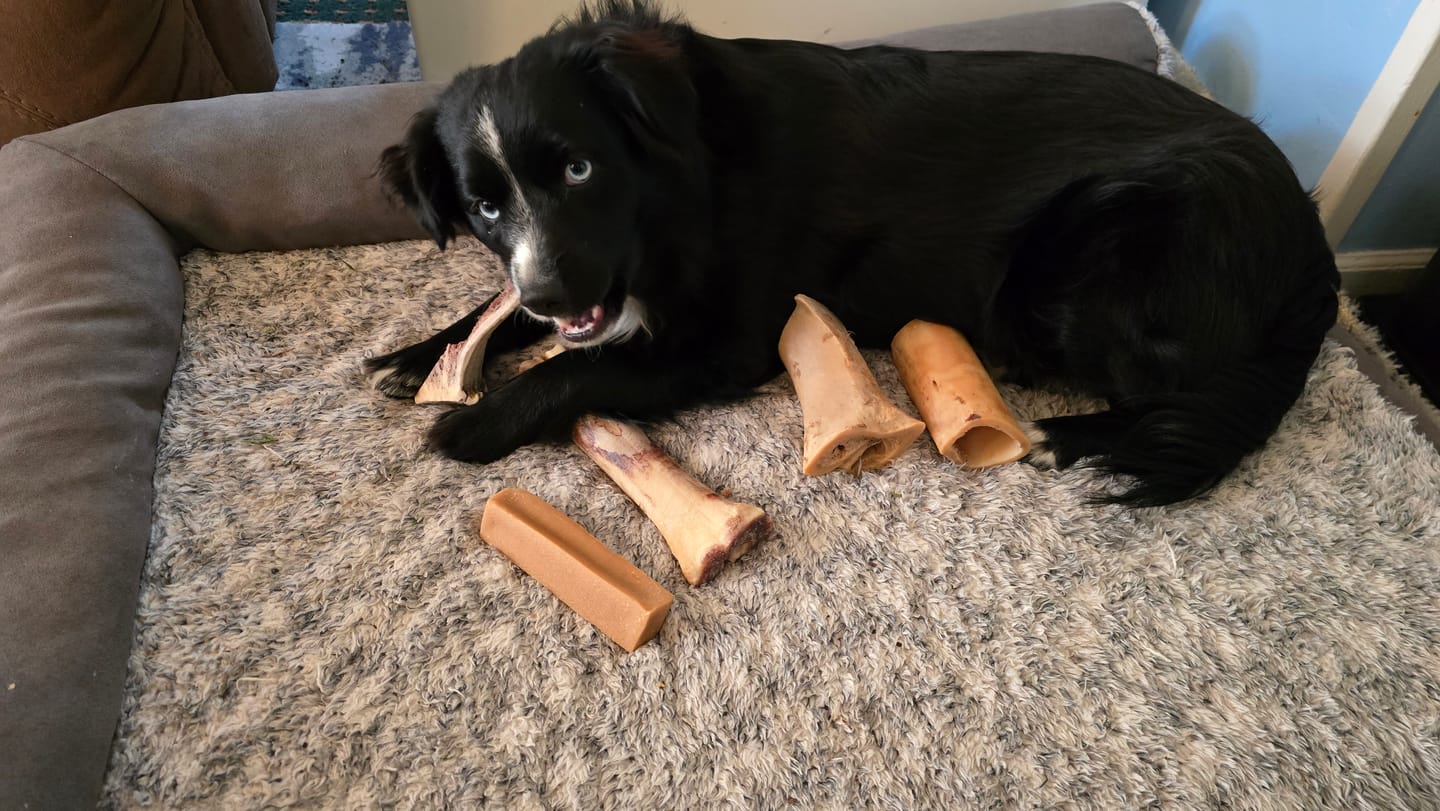 Customer photo review of Bully Stick Safety Holder