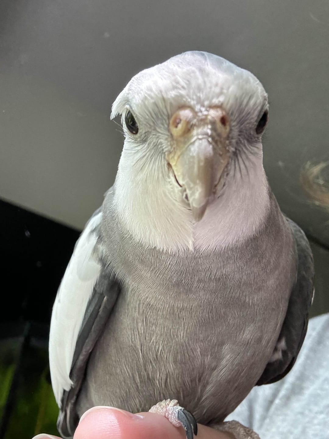 Customer photo review of Bird Bites Freeze Dried Chop - Daily Fruits & Veggies, 4 Flavors to Choose From