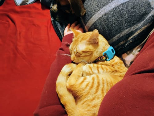 Customer photo review of FurLife™ 12 Months Flea and Tick Free
