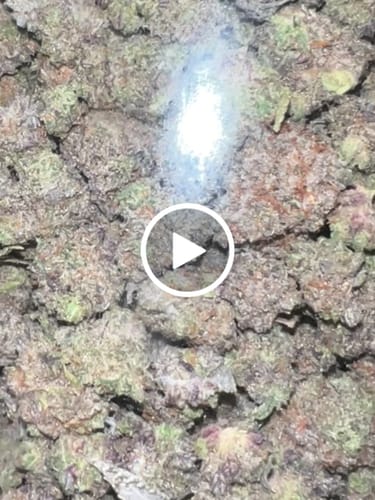Customer video review of Gelato THCA Flower