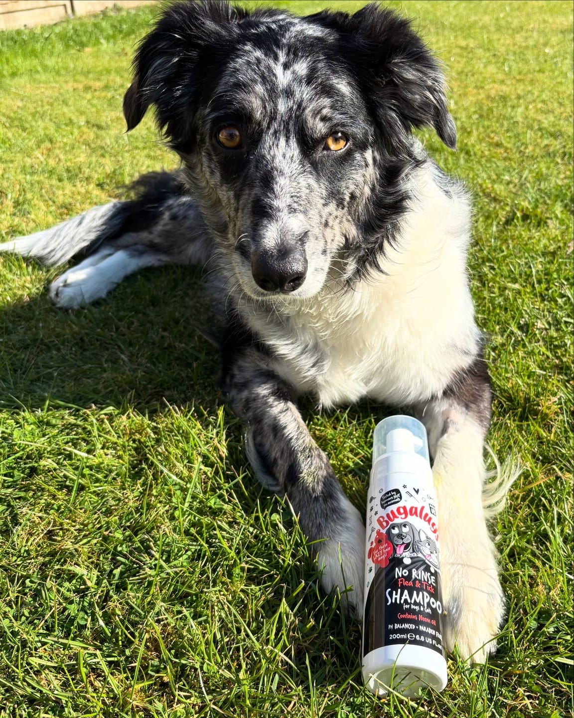Customer photo review of No Rinse Flea & Tick Shampoo for Dogs & Cats