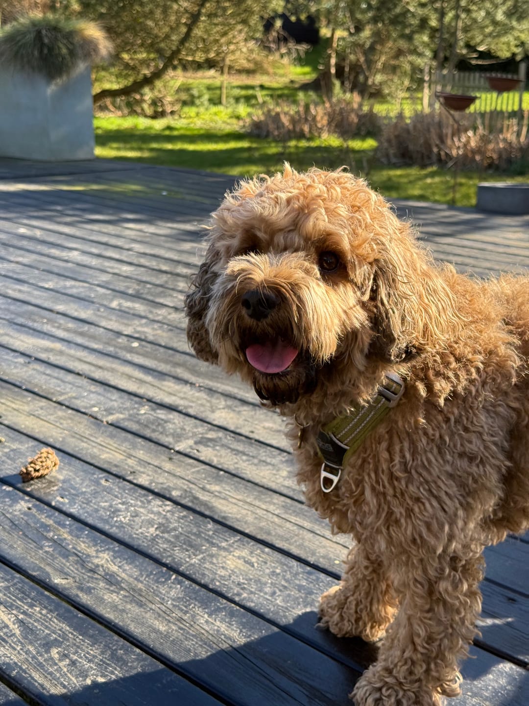 Customer photo review of Dog Copenhagen Walk Air™ hundesele Hunting Green