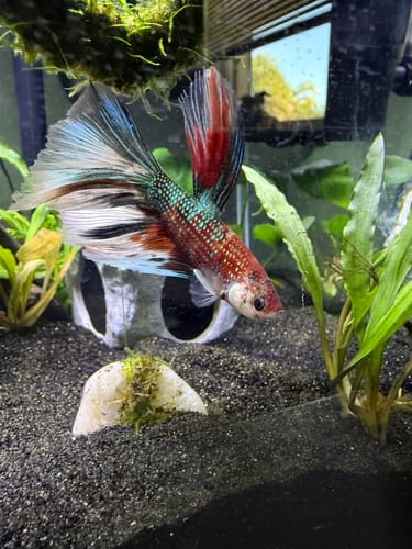 Customer photo review of Fancy Halfmoon Male Betta Fish High Grade | Buy 4 Get 1 Free | Mystery Betta