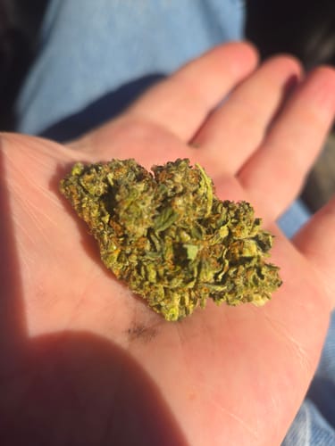 Customer photo review of Cheap THCA Flower Pound