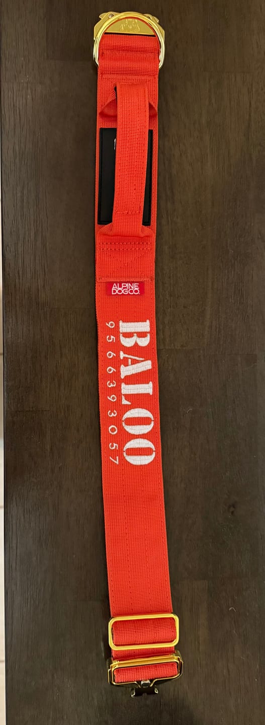 Customer photo review of 2" Tacti Luxe Dog Collar - Gold Cognac