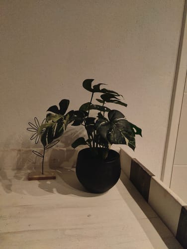 Customer photo review of Monstera Kunstplant 40cm