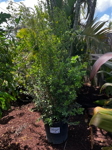 Customer photo review of Simpson Stopper