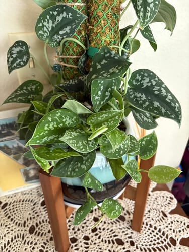 Customer photo review of Scindapsus pictus 'Silvery Ann'