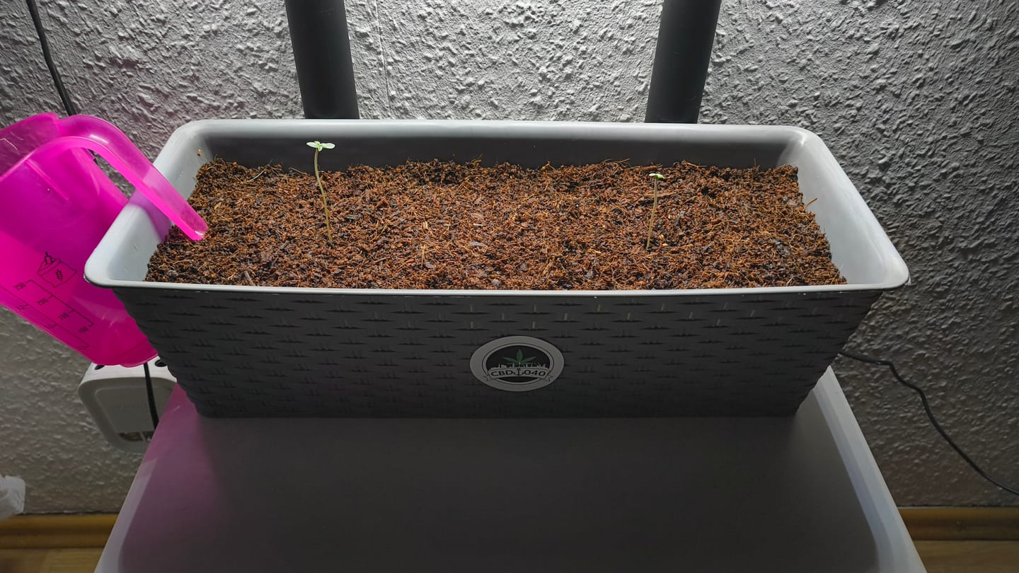 Customer photo review of Cookies Gelato 040 Cannabissamen, Feminisierte Automatic Indica Samen für den Eigenanbau - Cali Genetic