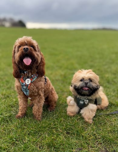 Customer photo review of Tough Trails™ Harness - Harvest Plaid