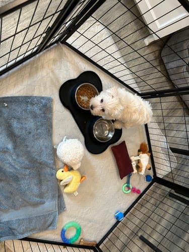 Customer photo review of Potty Buddy™ - The Durable Leak-Free Potty Pad