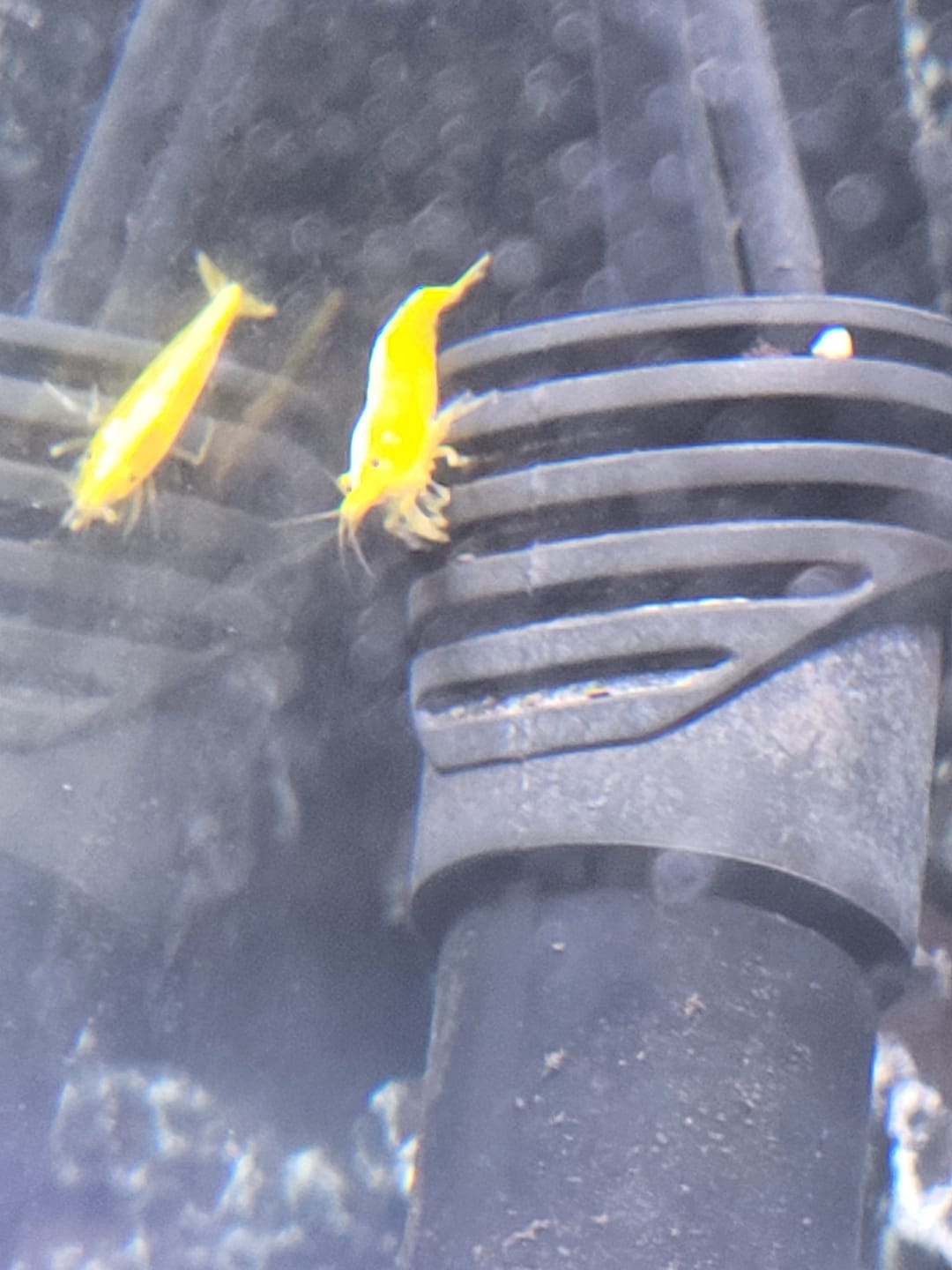 Customer photo review of Neon Yellow Shrimp "NEW"