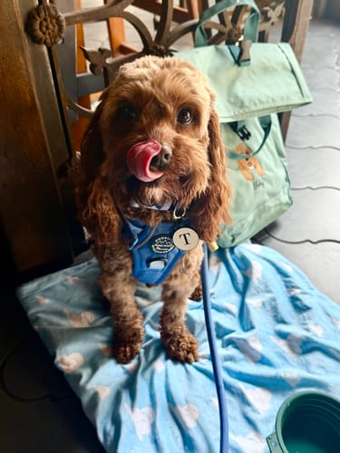 Customer photo review of Disney© Dog Blanket - Buzz Lightyear