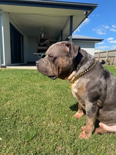 Customer photo review of Cuban Link Chain Dog Collar - Gold