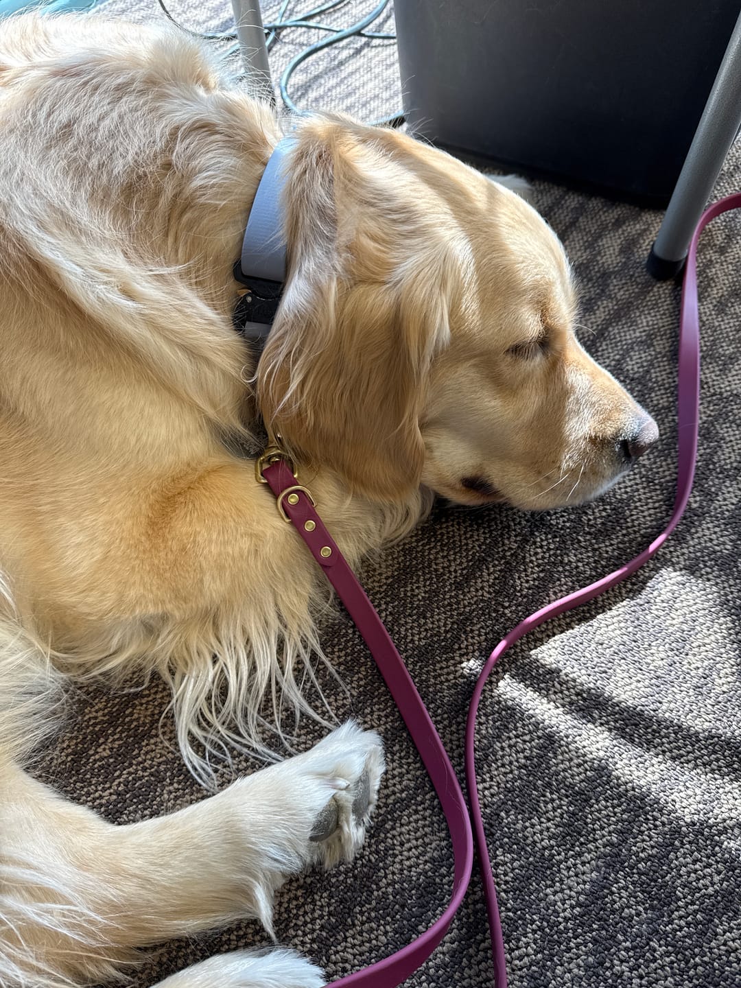 Customer photo review of Adjustable Biothane Quick Release Dog Collar
