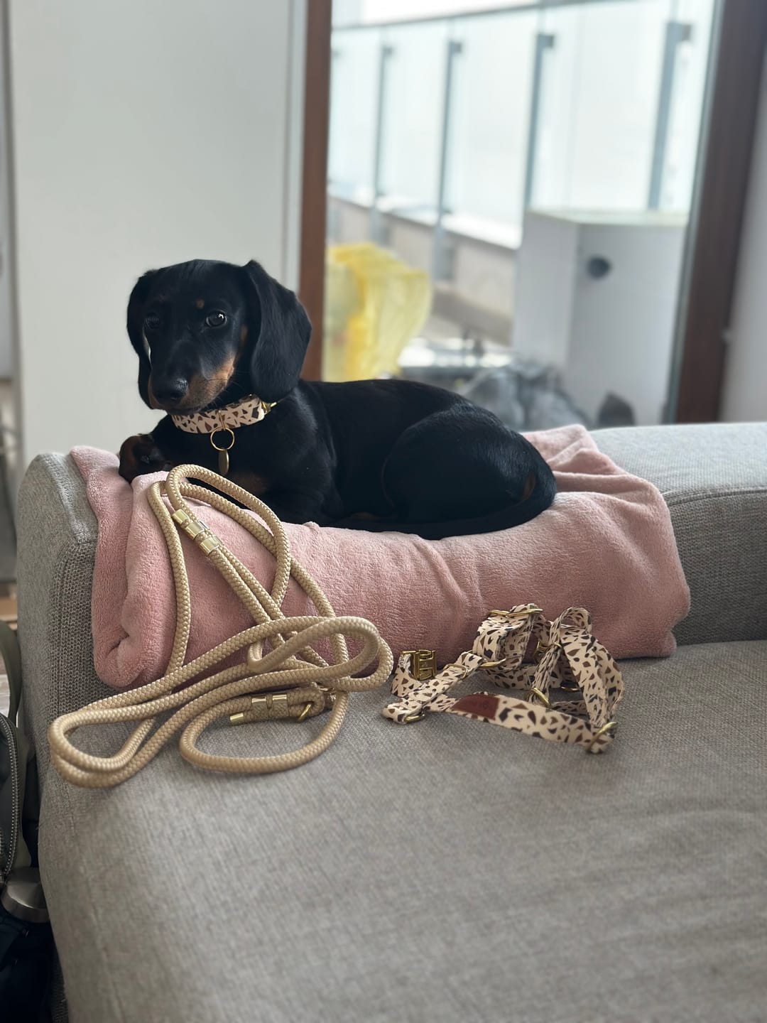 Customer photo review of Obroża "Beige Terrazzo" - złote okucia
