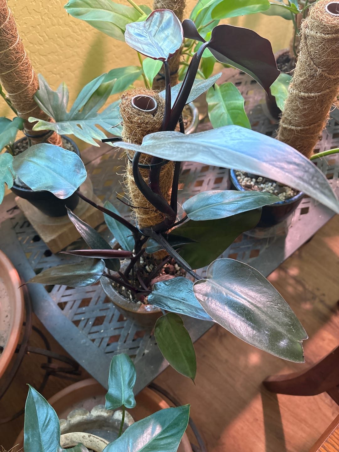 Customer photo review of Philodendron 'Bloody Mary'