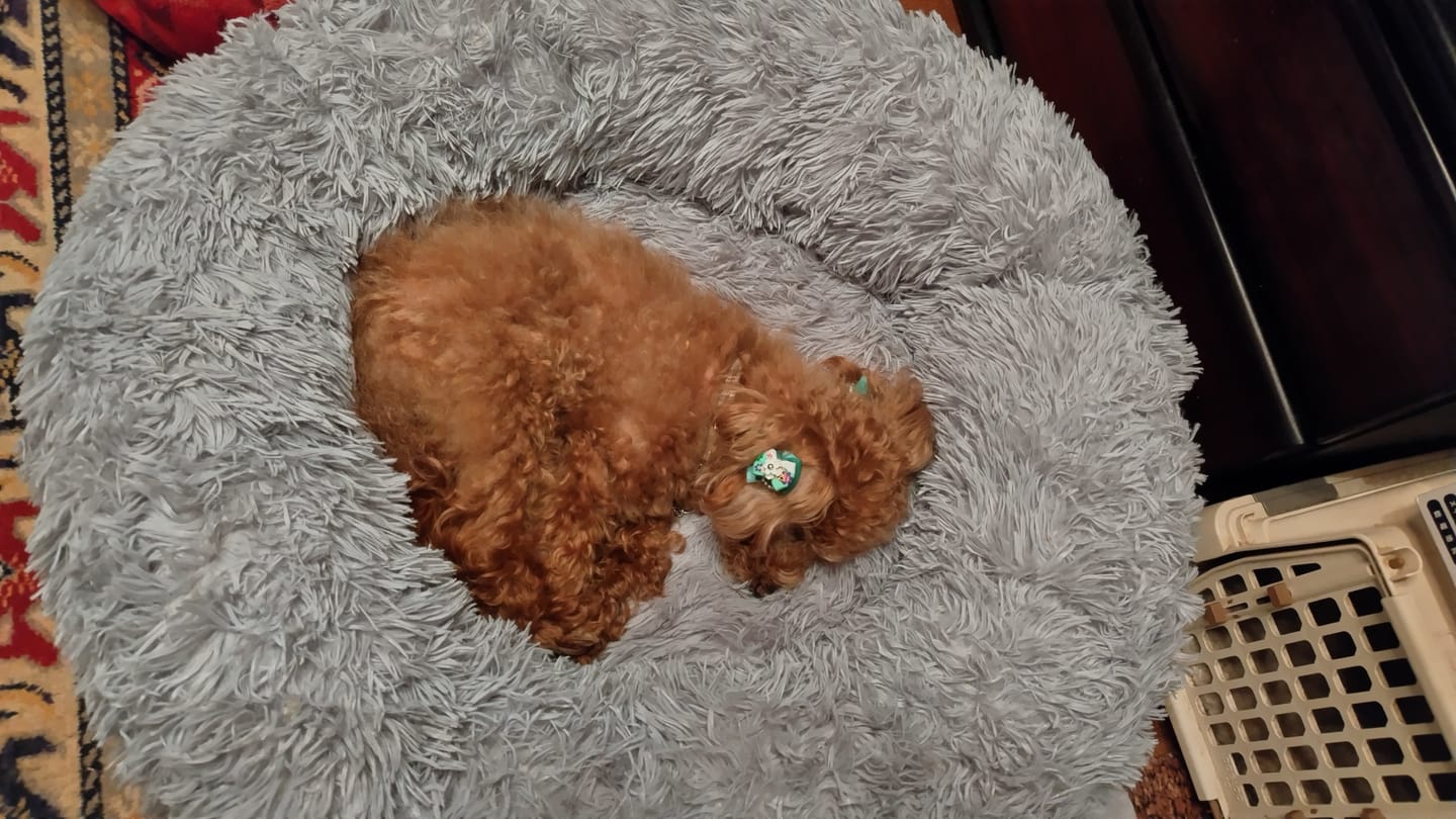 Customer photo review of 替えカバー（ペットが安らぐベッド、日本製クッションベッド専用）