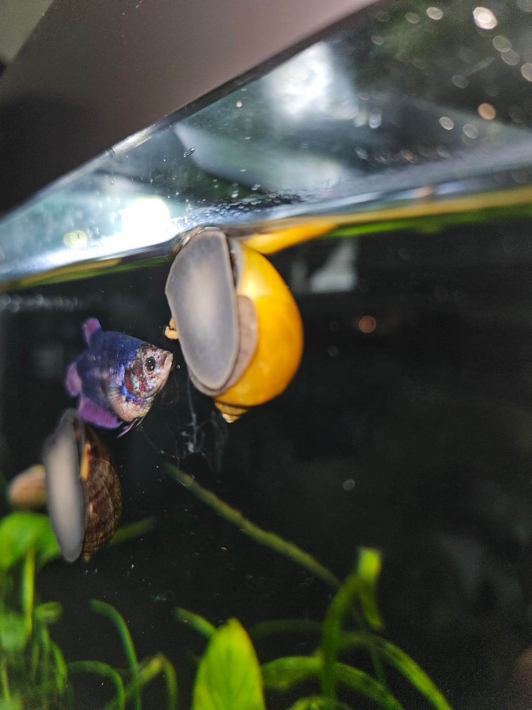 Customer photo review of Jade Mystery Snail