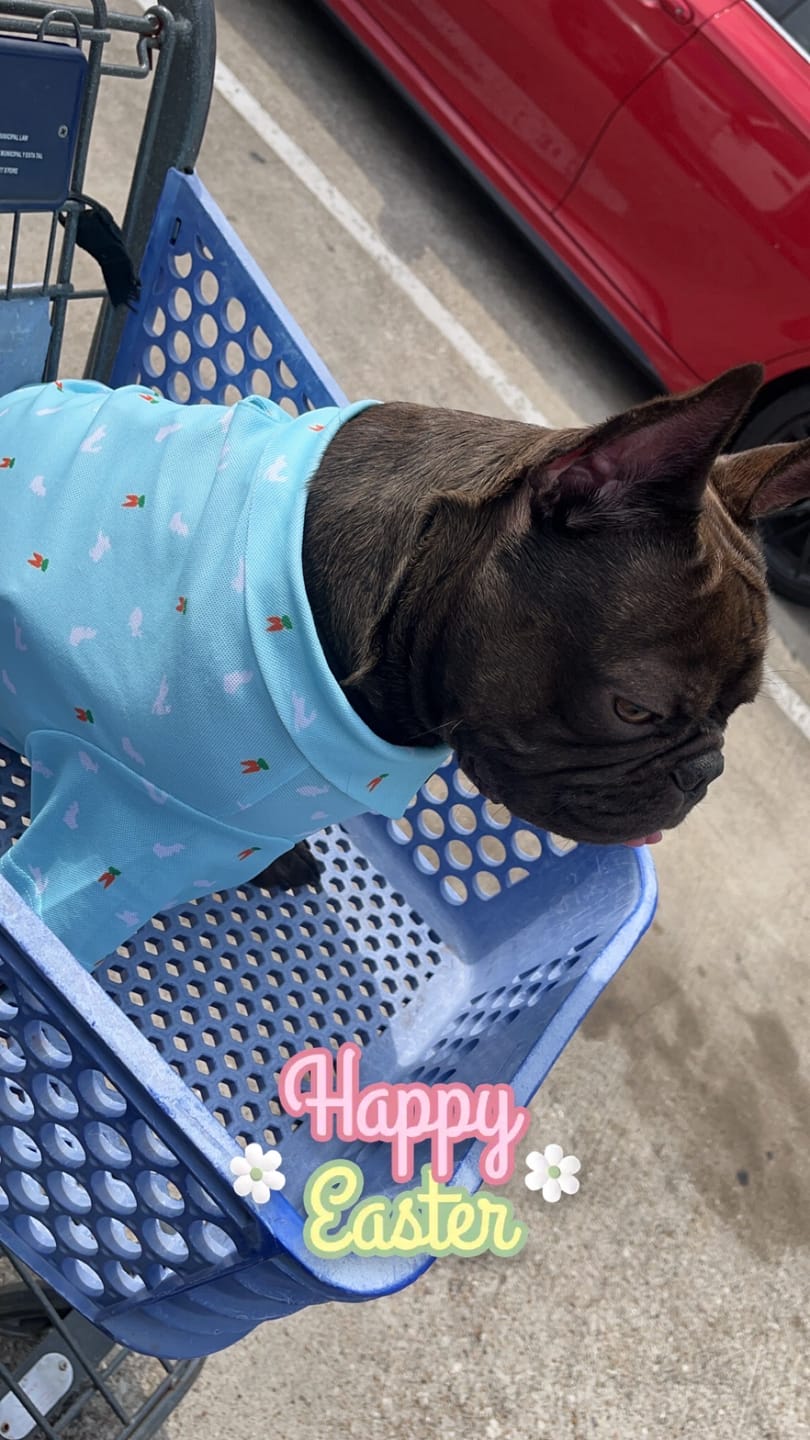 Customer photo review of Polo Ralph Lauren Cotton-Mesh Dog Polo Shirt