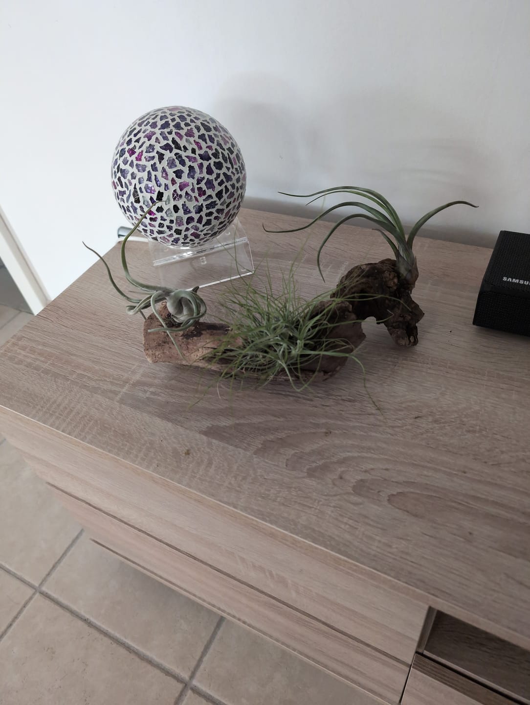 Customer photo review of Tillandsia schiedeana major - Mini Pulk