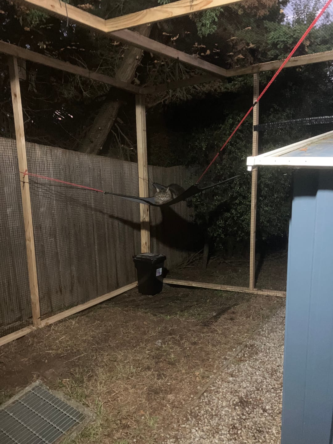 Customer photo review of Hammock For The Cat Cabana Cat Enclosure
