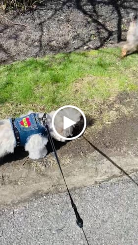 Customer video review of LOVE MOM Harness