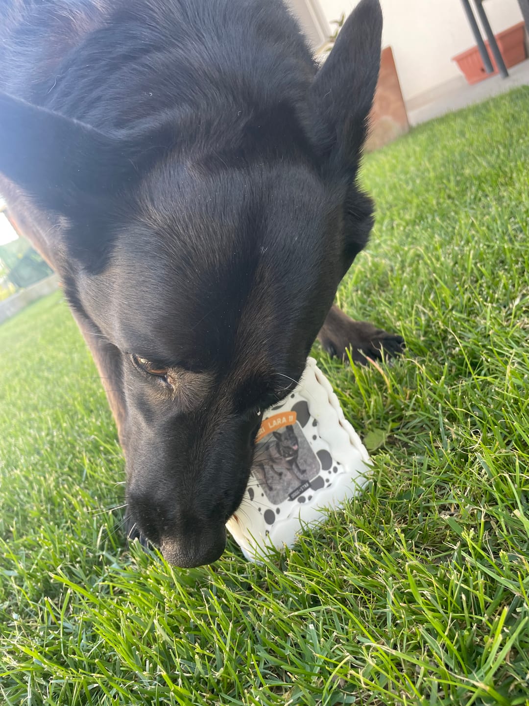 Customer photo review of Fotogenica 3 Torta Per Cani CON FOTO e NOME