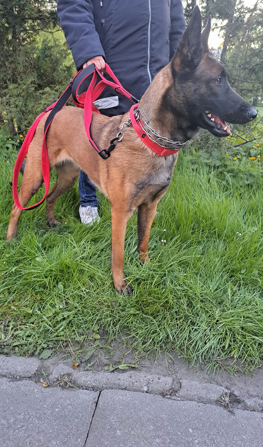 Customer photo review of Smycz przepinana z dodatkową raczką - Multi Guard Leash Black Edition Czerwona