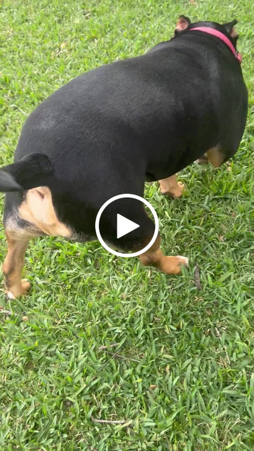 Customer video review of Freezstick - Indestructible Enrichment Chew