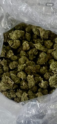 Customer photo review of Blue Dream THCA Flower