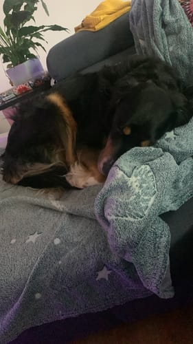 Customer photo review of Lucky Belly