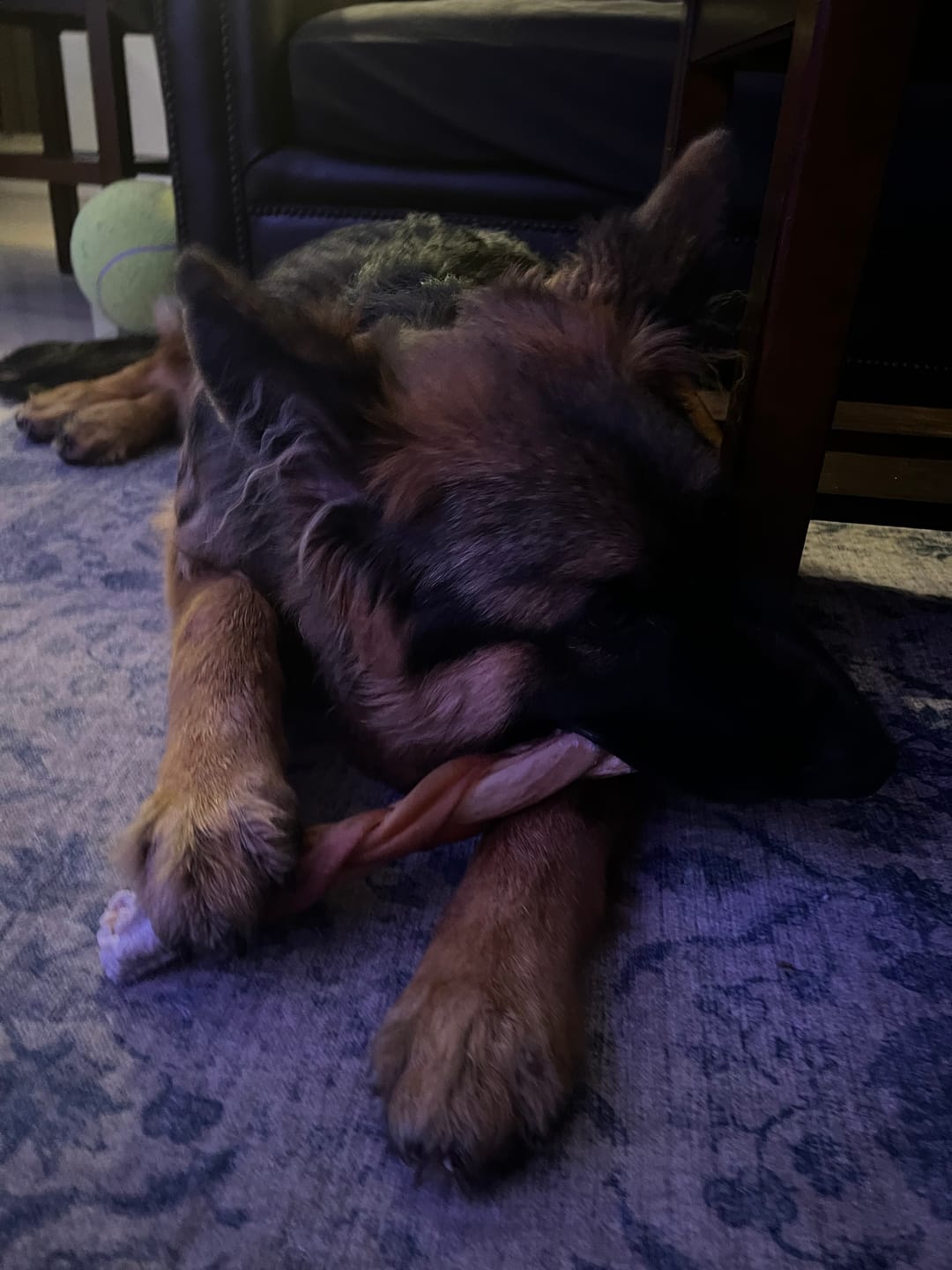 Customer photo review of 6 Inch Jumbo Braided Bully Stick