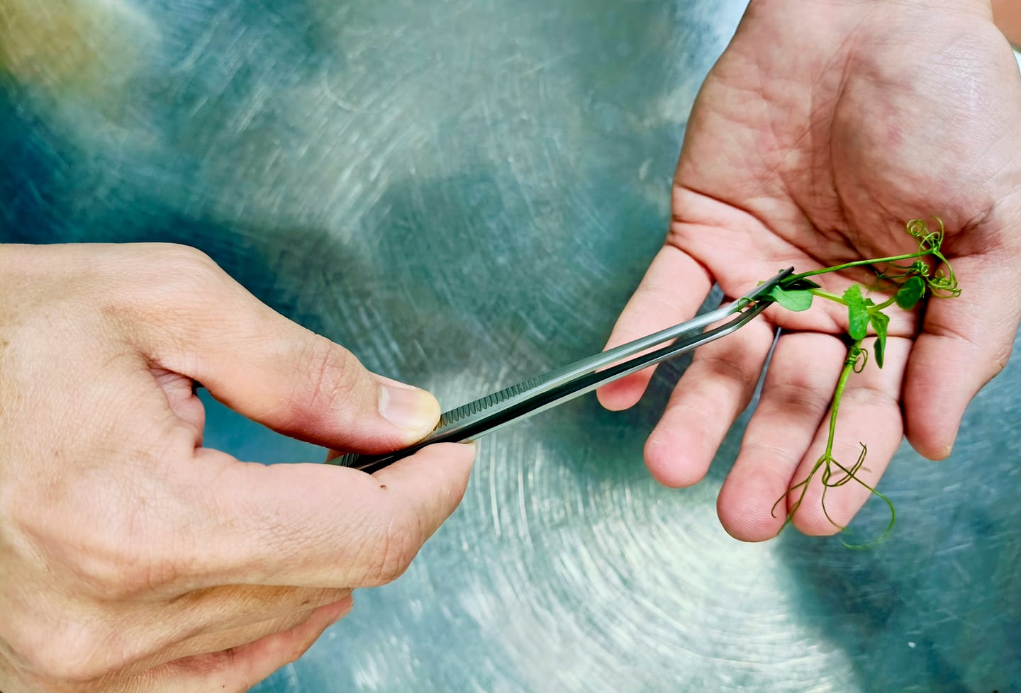 Customer photo review of Medium Angled SuperFine Tweezers