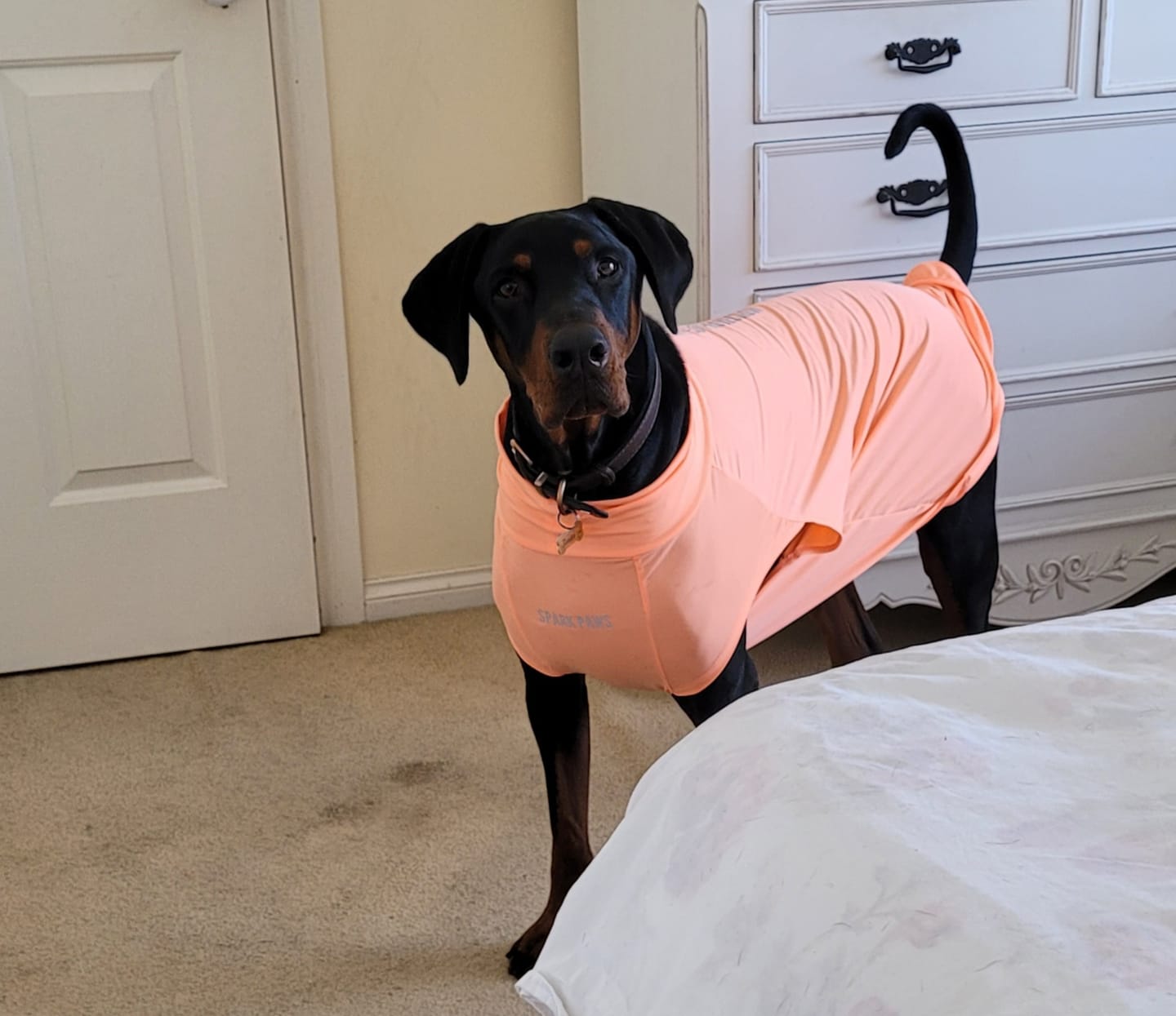 Customer photo review of Sunblock Dog T-Shirt - Navy Blue
