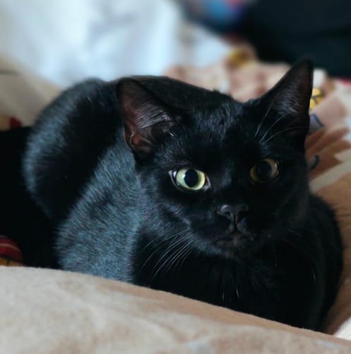 undefined review of Naturreines Katzenstreu image 1 out of 1