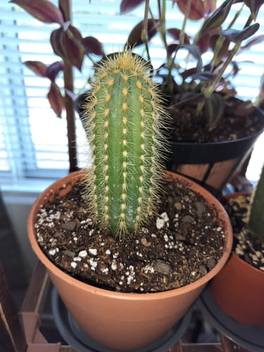 Customer photo review of Pilosocereus Pachycladus | Blue Torch Cactus
